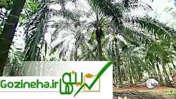 عکس های روغن پالم - پروسه کثیف تولید!!؟؟ HD روغن پالم - پروسه کثیف تولید!!؟؟ HD