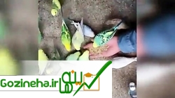 عکس های پرورش دهنده محبوب خارجی پرورش دهنده محبوب خارجی
