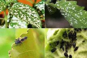 آزمون آنلاین آفات مهم گیاهی و کنترل آنها