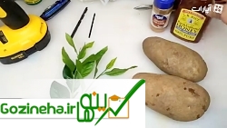 کاشت درخت لیمو در داخل سیب زمینی