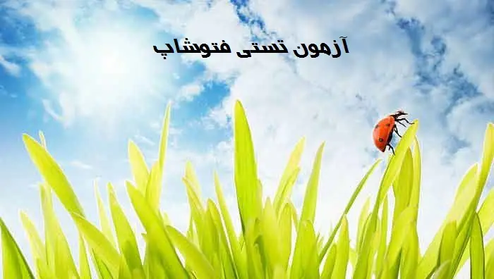 757478summer_ladybug
