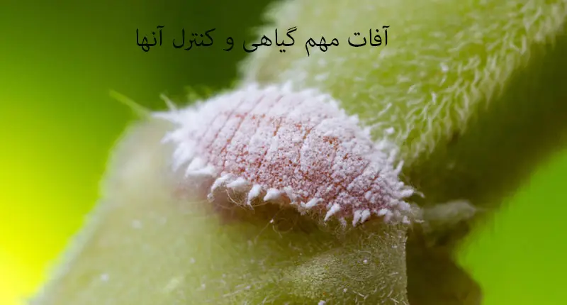 Citrus_mealybug