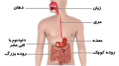 آزمون زیست شناسی (پایه دهم)-سوالات تستی گوارش